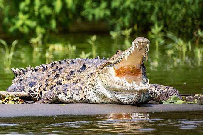 Location 3 Crocodile watching in Nilwala river Matara, Sri Lanka