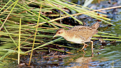 Location 4 Kirala Kele Bird Sanctuary