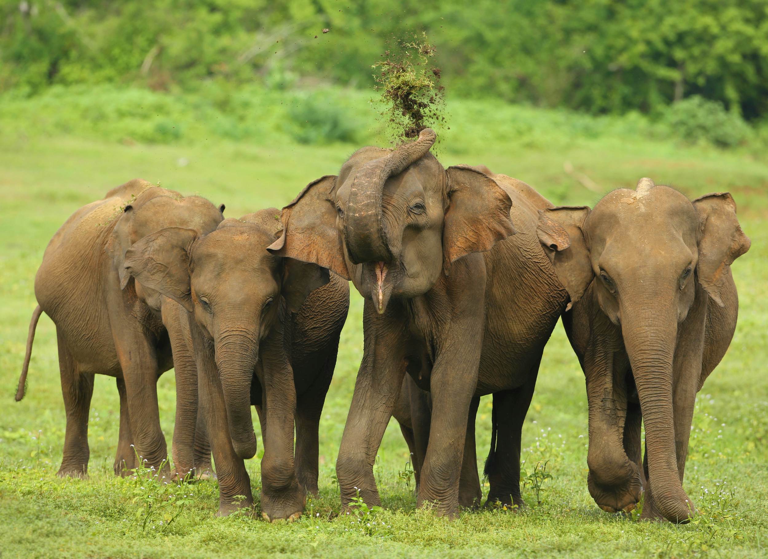 Location 5 Elephant in Udawalawa National Park