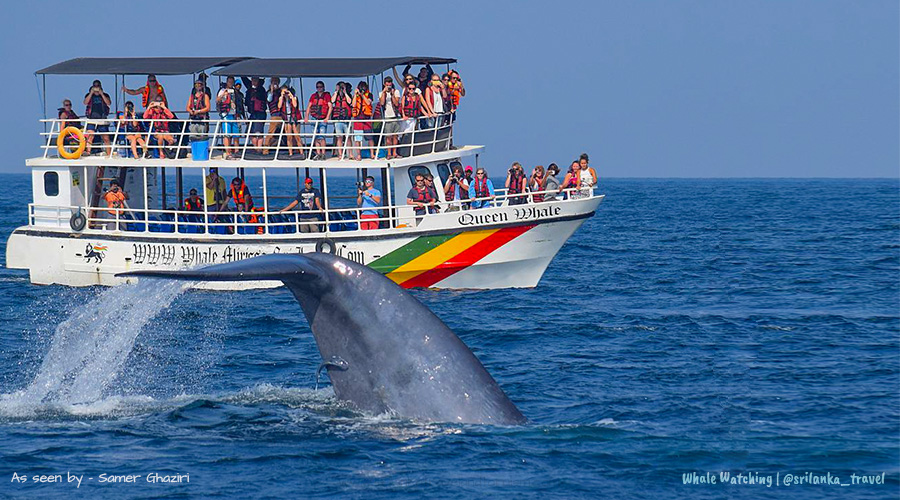 Location 2 Whale Watching