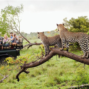 Location 6 safari in Yala national park