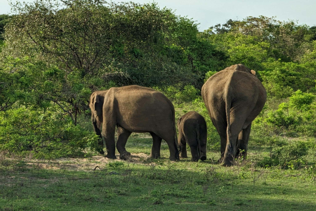 Elephant in Yala