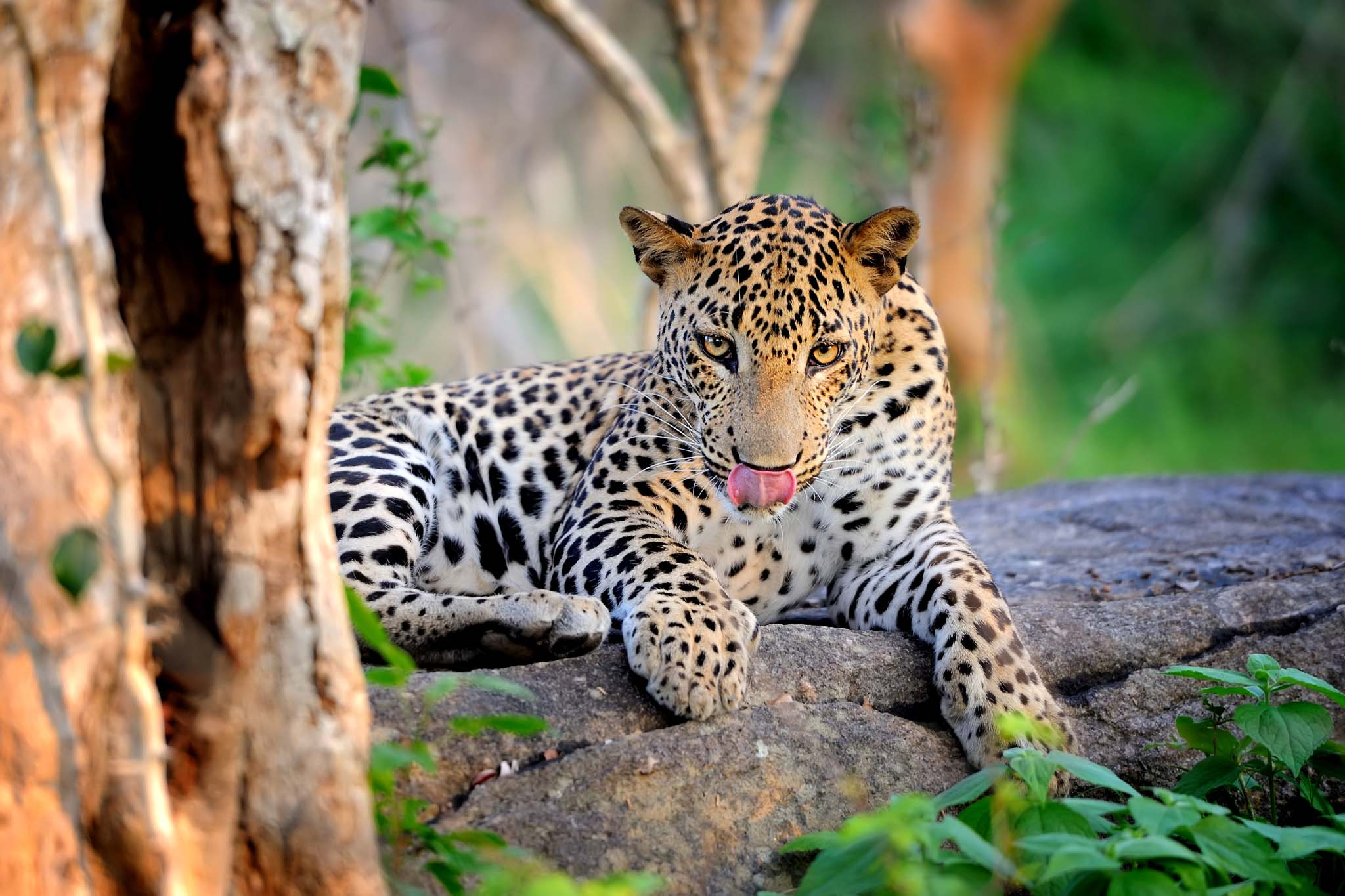 Yala Safari Tour Package 1 Leopard 2