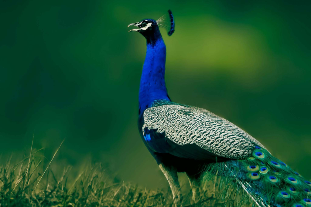 Peacock